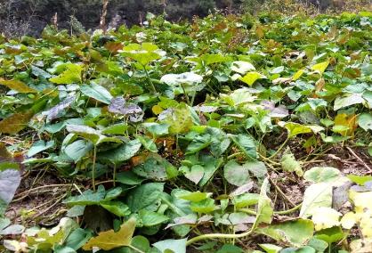 冬季果樹再也不怕發(fā)生